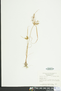 Cyperus iria image