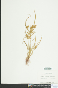 Cyperus iria image