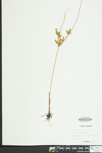 Cyperus iria image