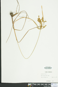 Cyperus iria image