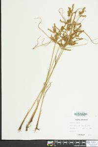 Cyperus iria image