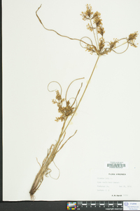 Cyperus iria image