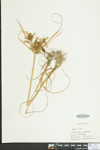 Cyperus iria image