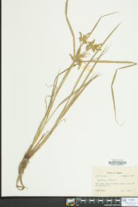 Cyperus iria image