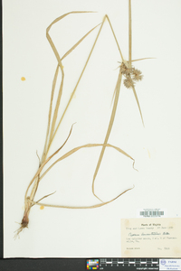 Cyperus lancastriensis image