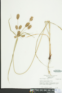 Cyperus lancastriensis image