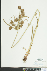 Cyperus lancastriensis image