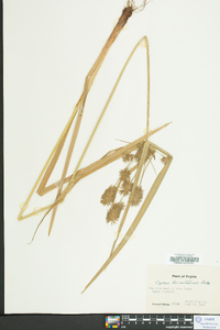 Cyperus lancastriensis image