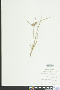 Cyperus echinatus image