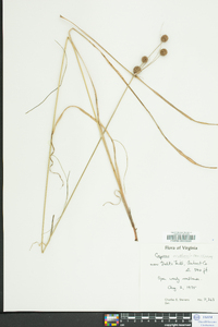 Cyperus echinatus image