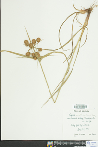 Cyperus echinatus image