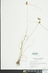 Cyperus echinatus image