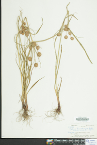 Cyperus echinatus image