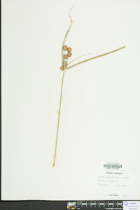 Cyperus echinatus image