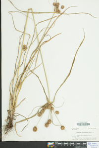 Cyperus echinatus image