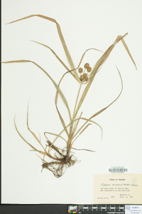 Cyperus echinatus image