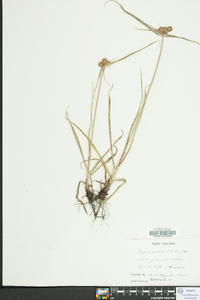 Cyperus echinatus image