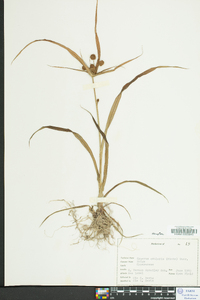 Cyperus echinatus image