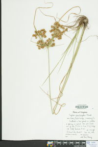 Cyperus pseudovegetus image