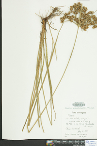 Cyperus pseudovegetus image