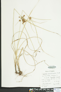 Cyperus pseudovegetus image