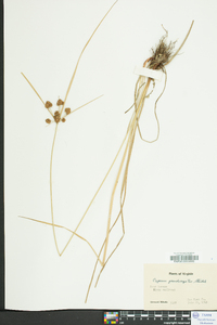 Cyperus pseudovegetus image