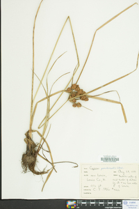 Cyperus pseudovegetus image