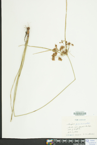 Cyperus pseudovegetus image