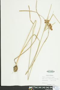 Cyperus pseudovegetus image