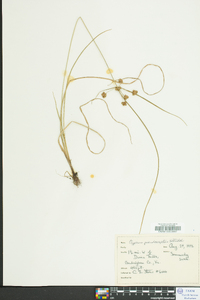 Cyperus pseudovegetus image