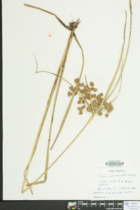 Cyperus pseudovegetus image