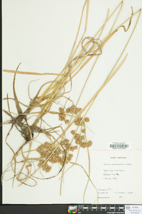 Cyperus pseudovegetus image