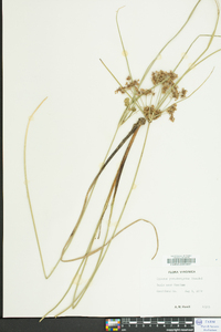 Cyperus pseudovegetus image