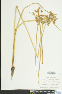 Cyperus pseudovegetus image