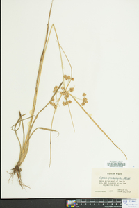 Cyperus pseudovegetus image