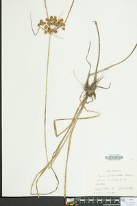 Cyperus pseudovegetus image