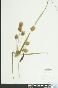 Cyperus retrofractus image