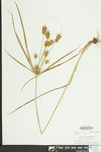 Cyperus retrofractus image