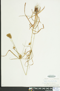 Cyperus retrofractus image