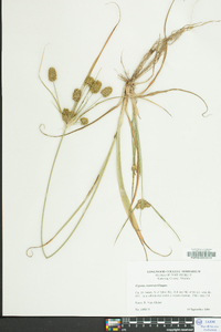 Cyperus retrorsus image