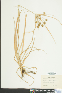 Cyperus retrorsus image