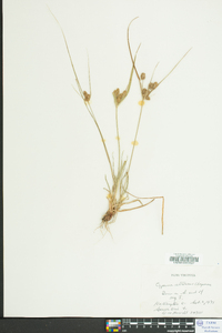 Cyperus retrorsus image