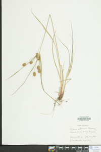 Cyperus retrorsus image