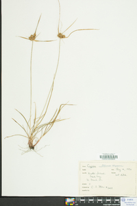 Cyperus retrorsus image