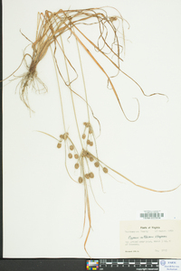 Cyperus retrorsus image