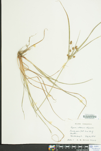 Cyperus retrorsus image