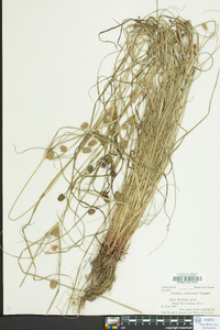 Cyperus retrorsus image