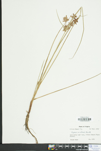 Cyperus bipartitus image