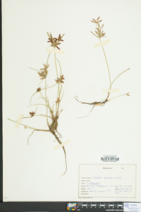 Cyperus bipartitus image