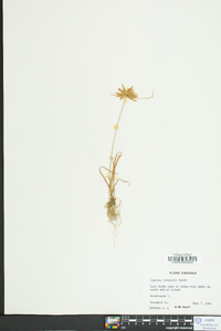 Cyperus bipartitus image